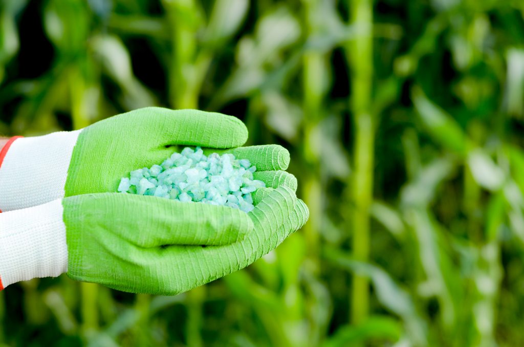 Farmer hold fertilizers in his hands with corn stems at backgrou